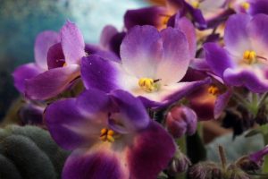 african-violets-care-and-feeding.jpg